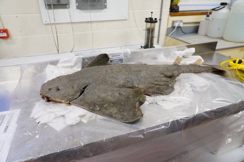 From common to rare in 60 years, Ireland’s angel sharks need a guardian angel of their own
