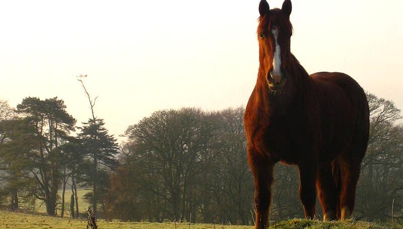 The Equestrian Centre at Castle Leslie Estate, Co Monaghan, just 80 minutes from Dublin Airport and 60 minutes from Belfast Airport
