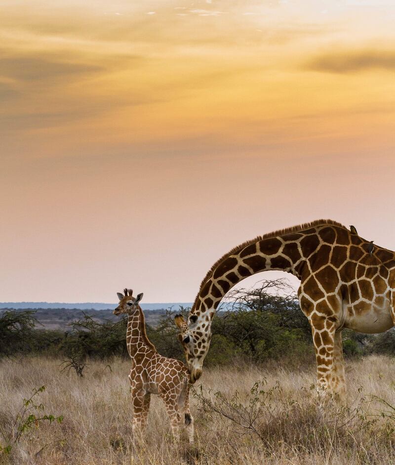 Safari in Kenya. Photograph: iStock
