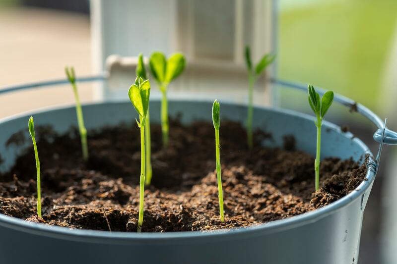 For strong, vigorous, floriferous plants in bloom by July, sow seed of sweet pea as soon as possible. Photograph: iStock