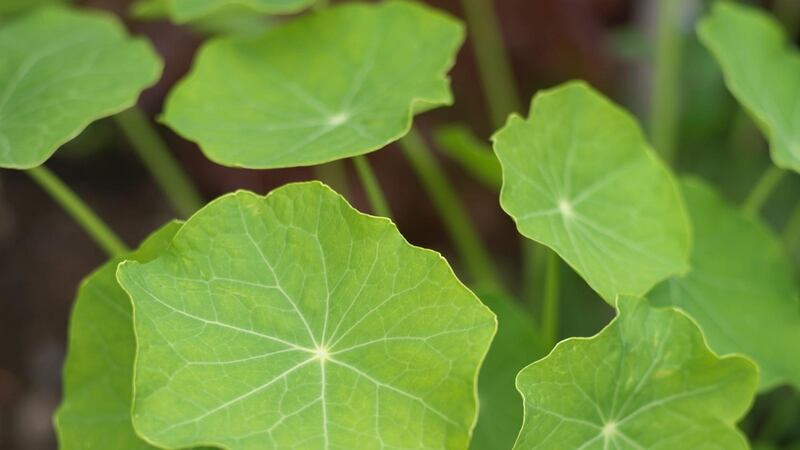 Edible nasturtium leaves. Photograph: Richard Johnston