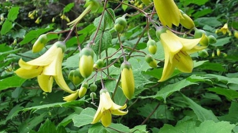 There is one plant that even the most committed of yellow-phobes finds impossible to dislike – Kirengehoma palmata.