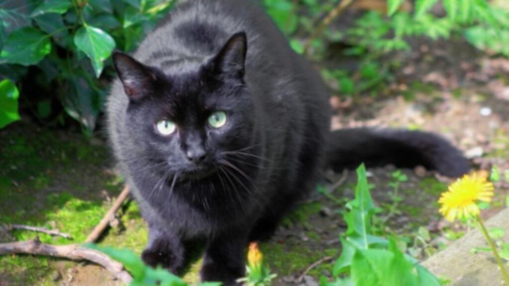 ‘The cat black is crazy. Oh chait bhlaick! I kick the cat black. The tail of the chait bhlaick is long. Talk to the chat black.’ Photograph: Getty Images