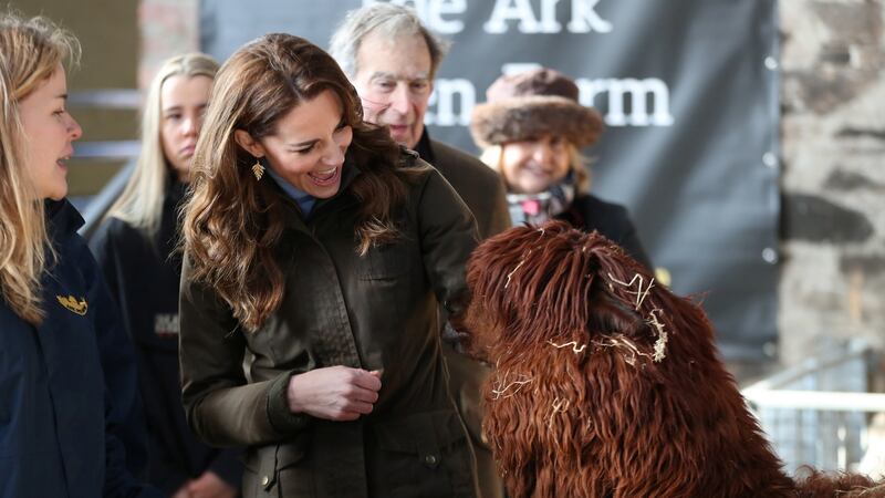 The Duchess of Cambridge looks at an alpaca as she visits the Ark Open Farm in Newtownards. Photograph: Chris Jackson/Reuters