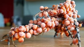 The sea buckthorn berry: a ridiculously frustrating fruit
