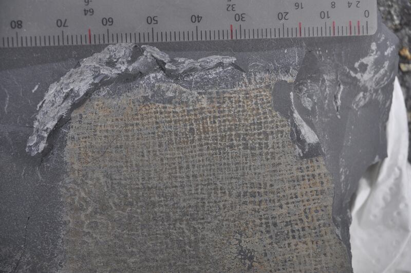 The fossilised sponge Cyathophycus balori is up to 50cm tall and is the largest known example of its kind
