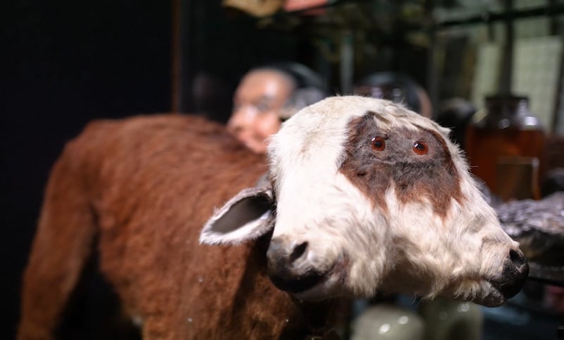 One of the taxidermy exhibits at the Museum of Curiosities on Dublin's Lower Pembroke Street. Photograph: Paul Mangan