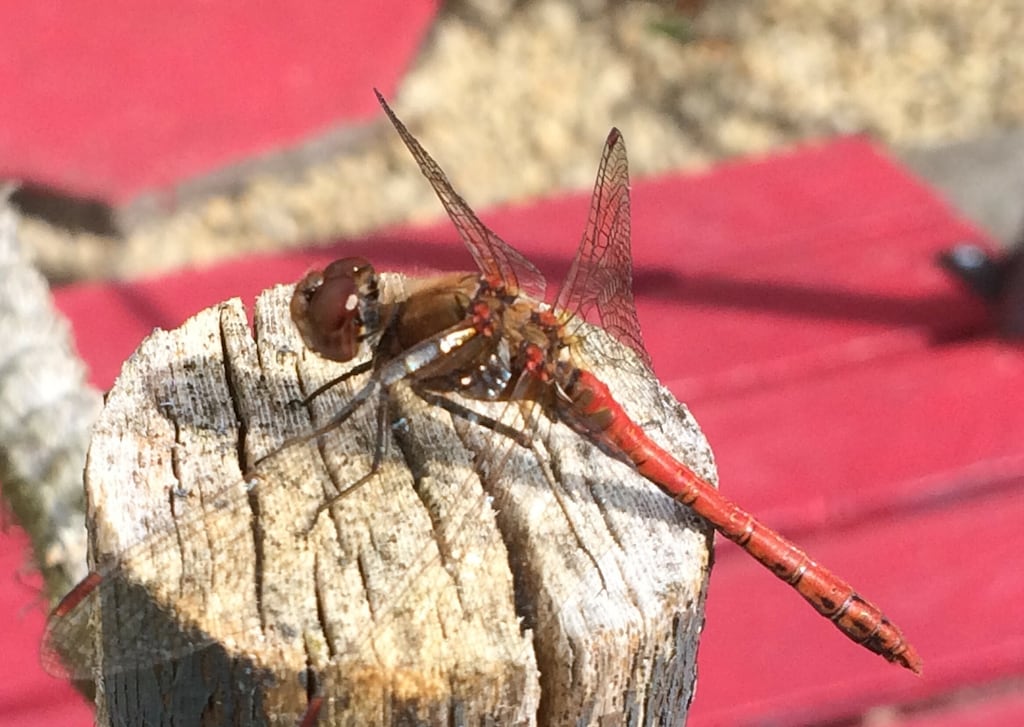 The common darter: Probably the commonest dragonfly in Ireland, it rapidly colonises garden ponds. Photograph: Brendan O'Donoghue
