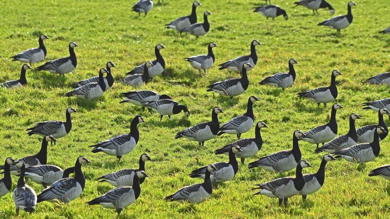 Brent geese can be seen on Bull Island in Dublin. Photograph: Emer O’Shea