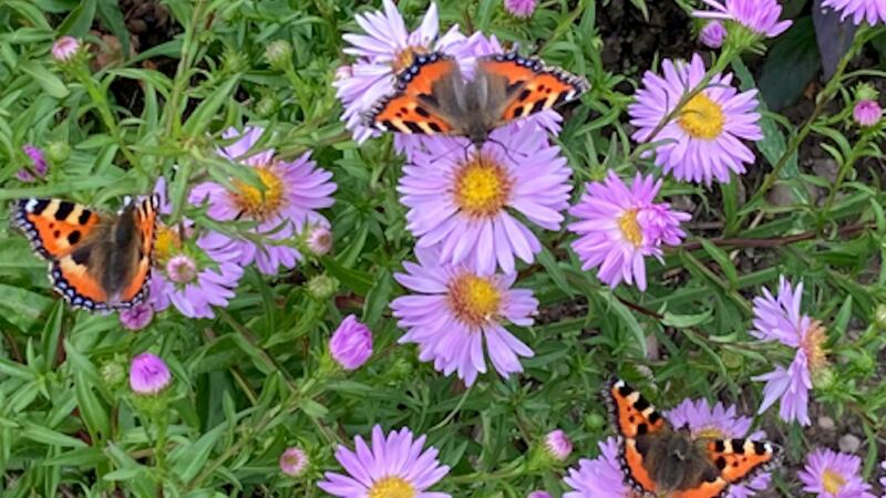 tortoiseshell butterflies