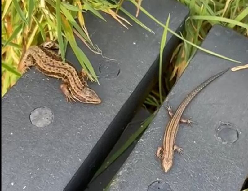 Our only native species, this Common or Viviparous lizard produces live young in July/August rather than fertilised eggs. Photograph: 
A. Nic an tSítigh
