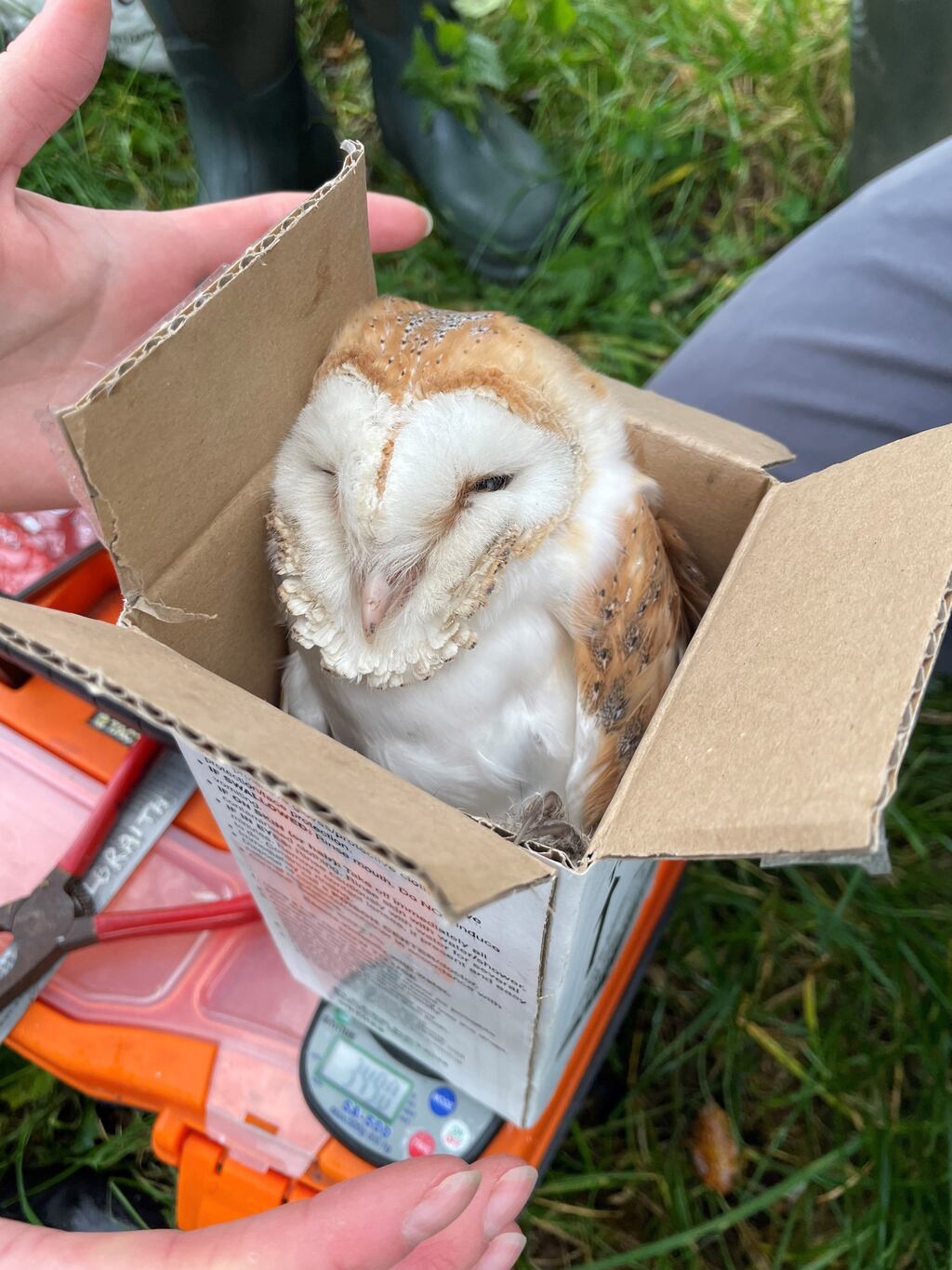 One of the four barn owl chicks at Ballycruttle Farm in Co Down. Photograph: Ulster Wildlife/PA