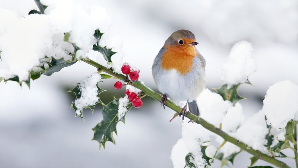 “The hazards of the season also include inebriated birds, flying into buildings or falling out of trees because they’ve had one too many.” Photograph: Andrew Howe/iStock