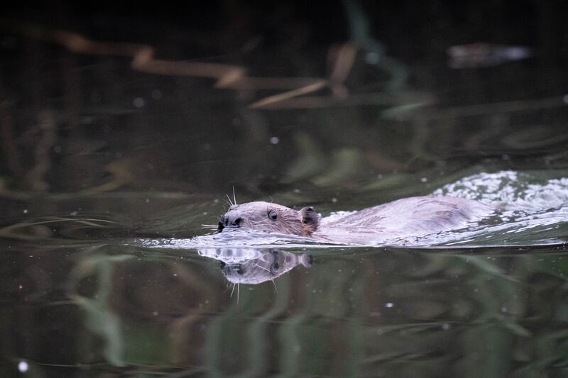 Beavers were recently reintroduced in Ealing, west London to support biodiversity and prevent flooding.  Photograph: James Manning/PA Wire
