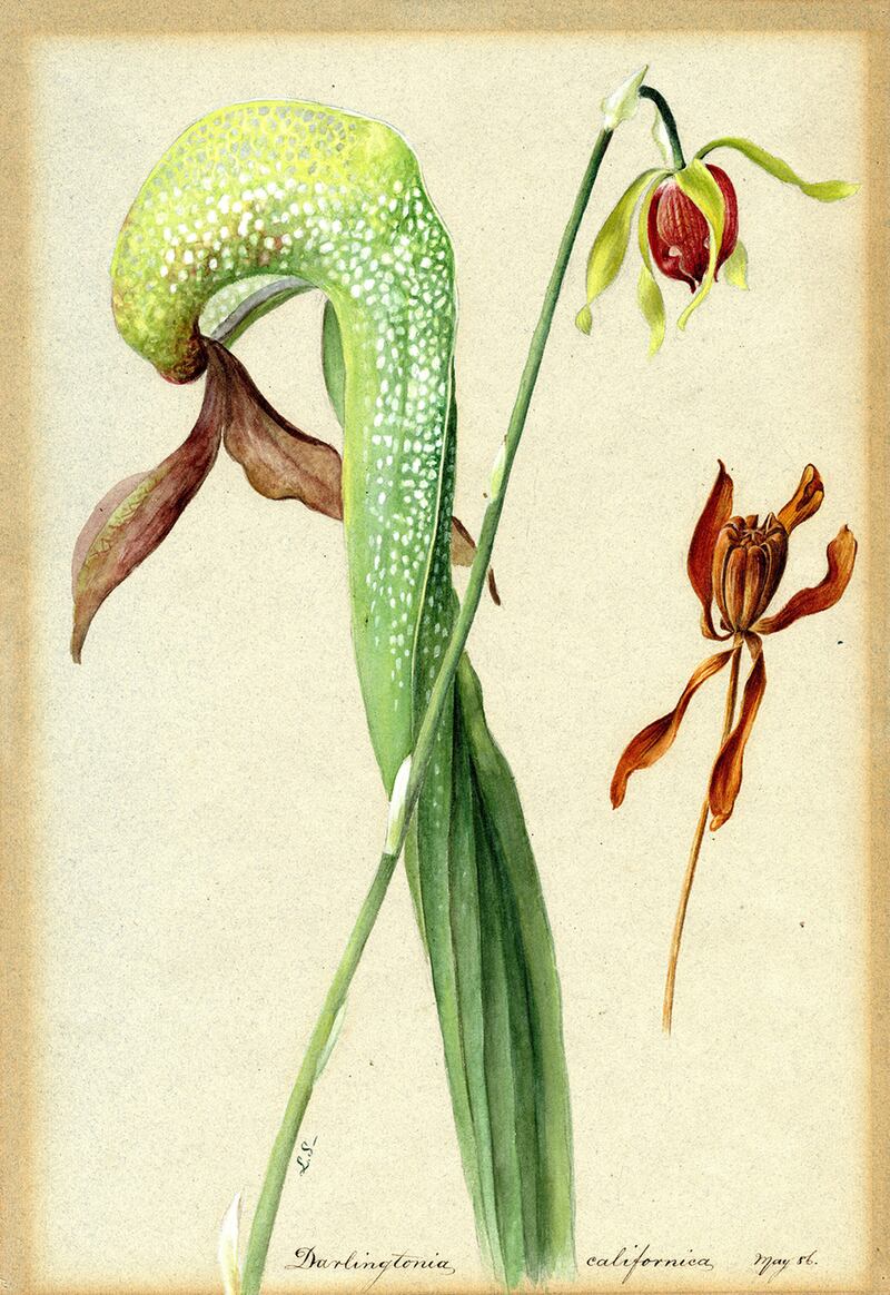 Lydia Shackleton (1828-1914)Darlingtonia californica. Cobra lily, 1886. Courtesy of the National Botanic Gardens, Glasnevin