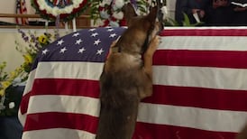 Max review: a canine ‘American Sniper’