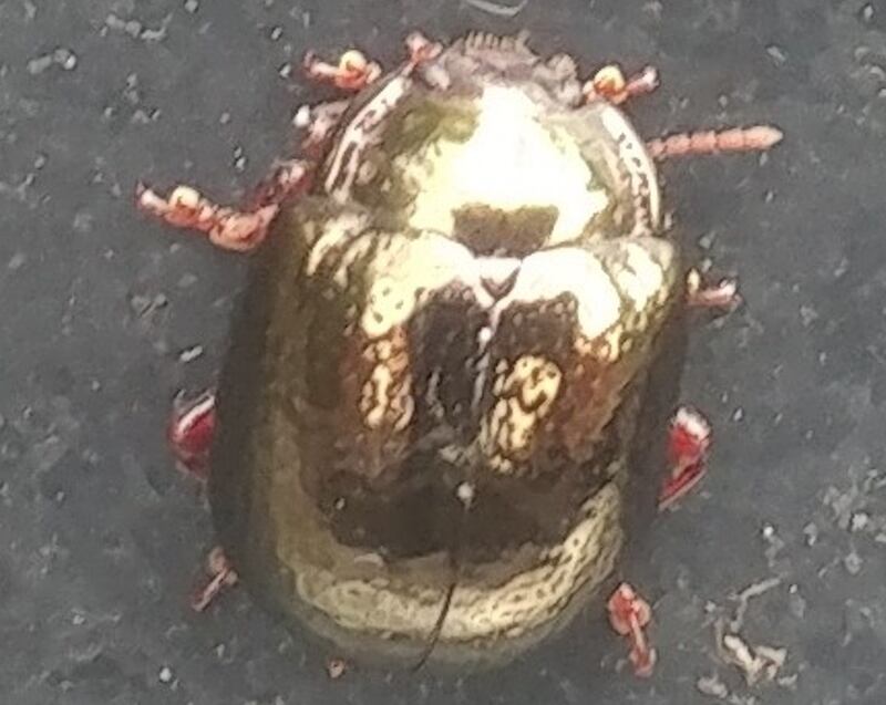 A golden beetle spotted  in Belfast