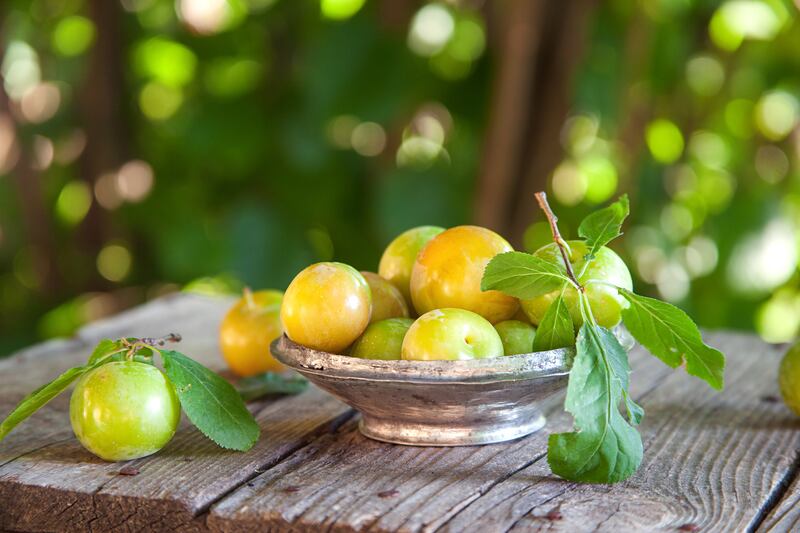 A plate of fresh green plums. 