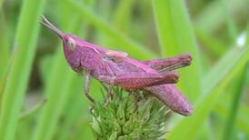 What species is this pink grasshopper: Readers’ nature queries