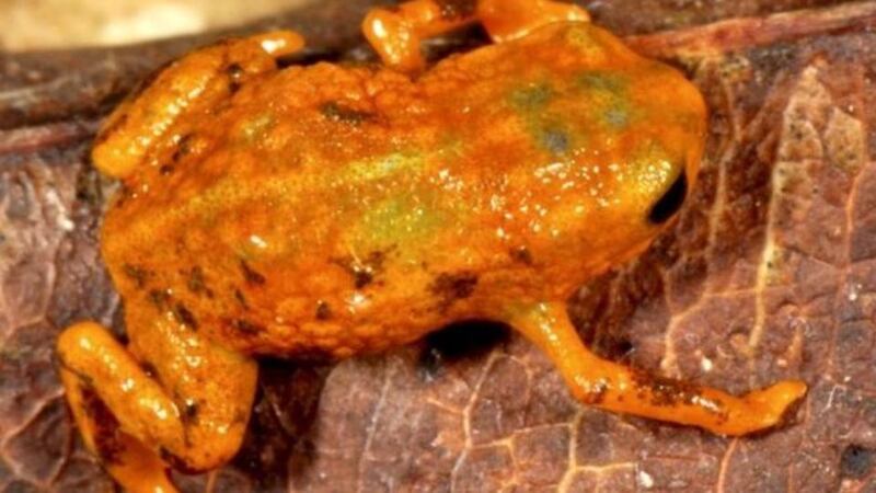 ‘Brachycephalus mariaeterezae’. All of the species are born fully-formed adults. Photograph: Luiz Fernando Ribeiro