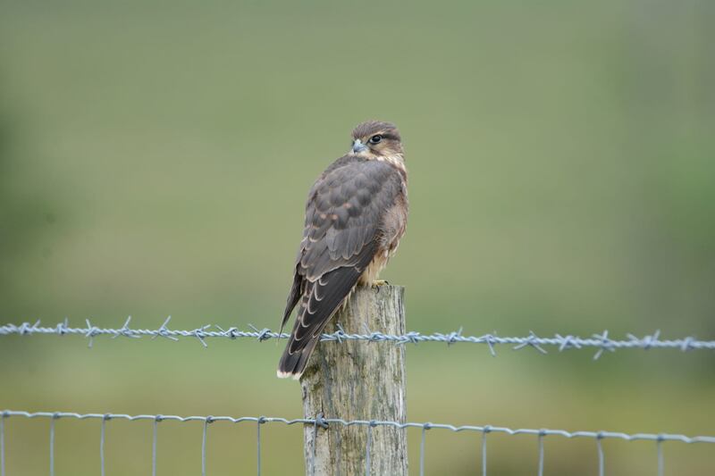 Young merlin