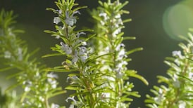 Health tip of the day: sniff rosemary