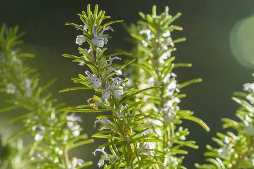 Health tip of the day: sniff rosemary