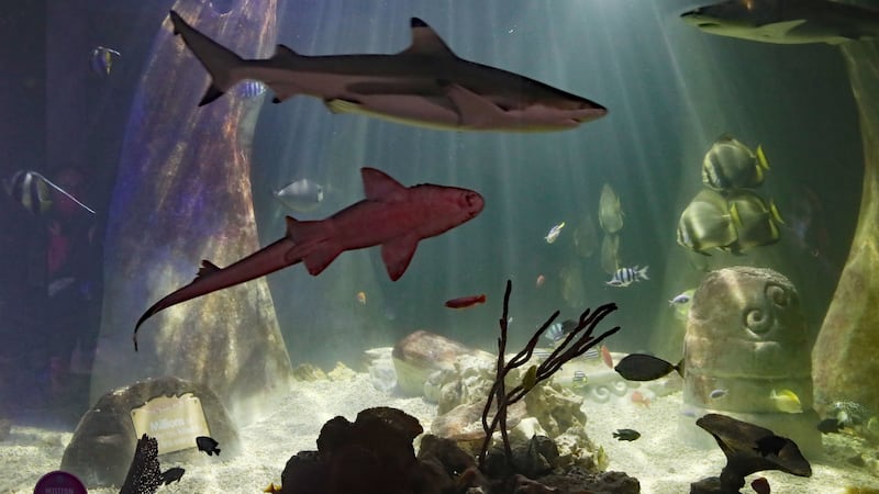Sharks at the Sea Life Aquarium in Bray. Photograph: Niall Carson/PA