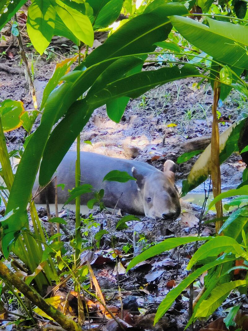 Truly green: a tapir taking a mudbath in Corcovado National Park, in Costa Rica. Photograph: Cónán Ó Broin