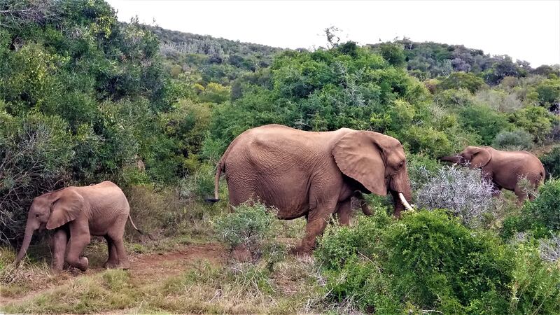 Experience a safari in South Africa
