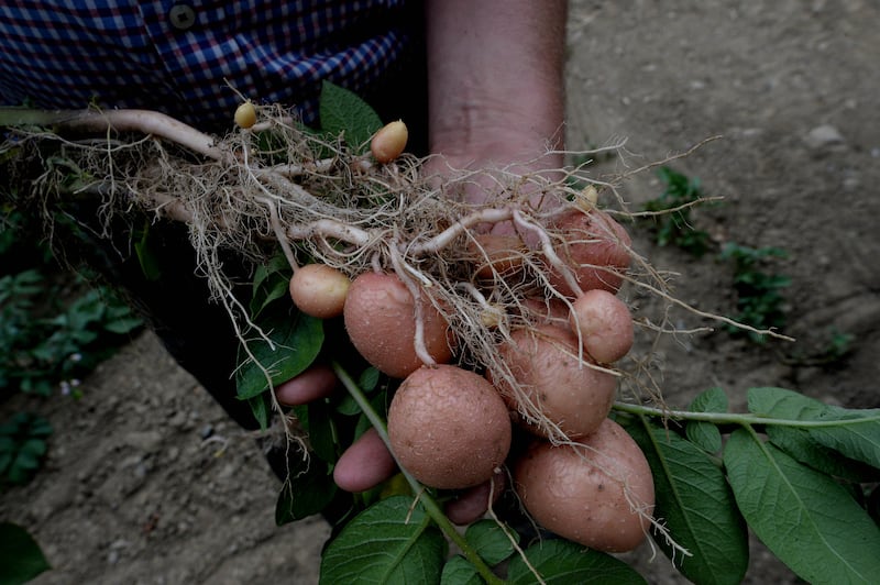 Nothing really compares to the memorably magical flavour of homegrown potatoes pulled fresh from the soil. Photograph: Cyril Byrne
