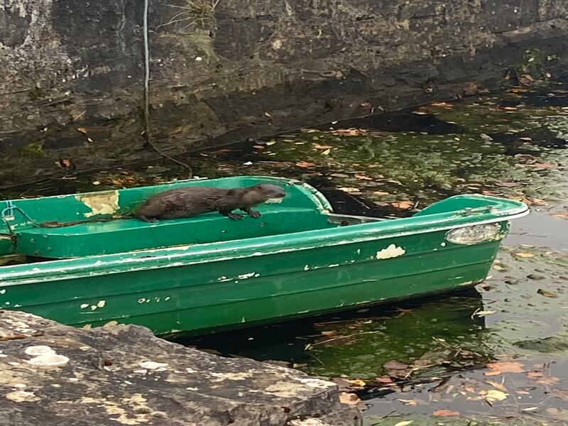 Otters are easier to see on the coast than in river systems and lakes. Photograph: Grace Tighe