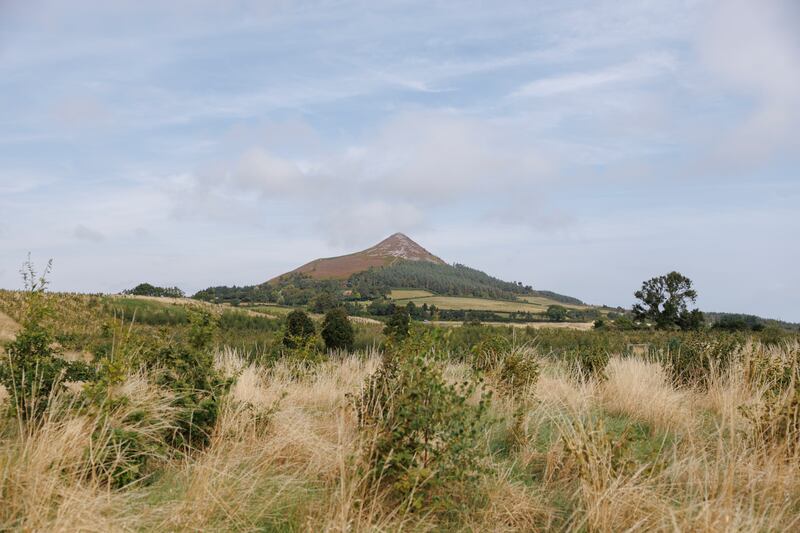 A view from Anke and John Moran's rewilded native woodland near Glen of the Downs, Co Wicklow. Photograph: Dan Dennison