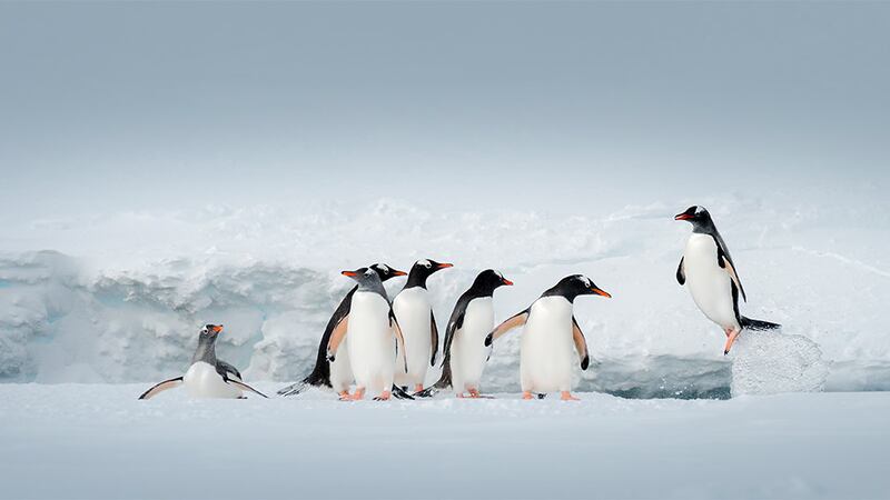 Gentoo Penguins in Antarctica.