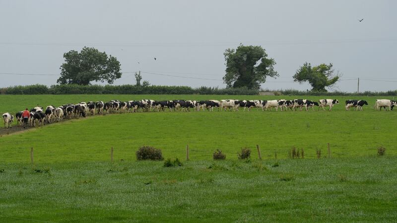Continued expansion of the national herd would not be allowed under Green Party plans. Photograph: Alan Betson