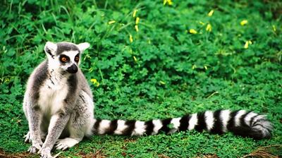 Ring-tailed lemur.