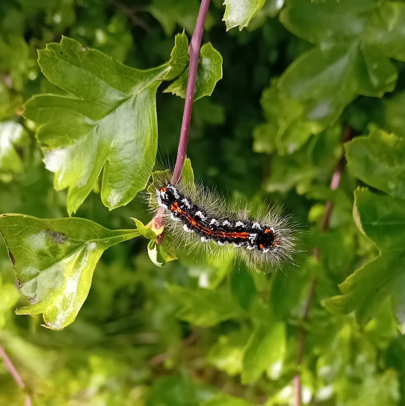 Yellowtail caterpillar. Photograph: Gordon Gallagher