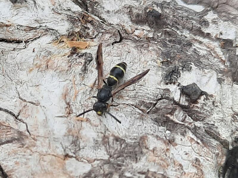 Female mason wasp.