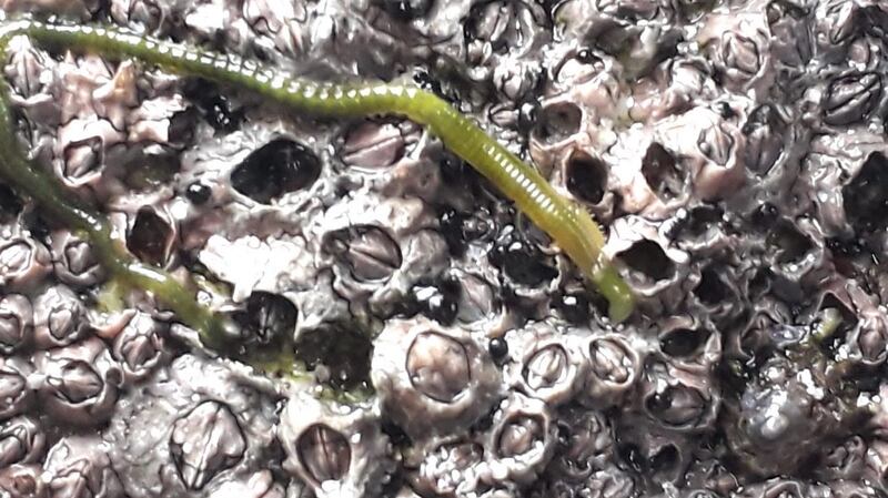 Ragworm
