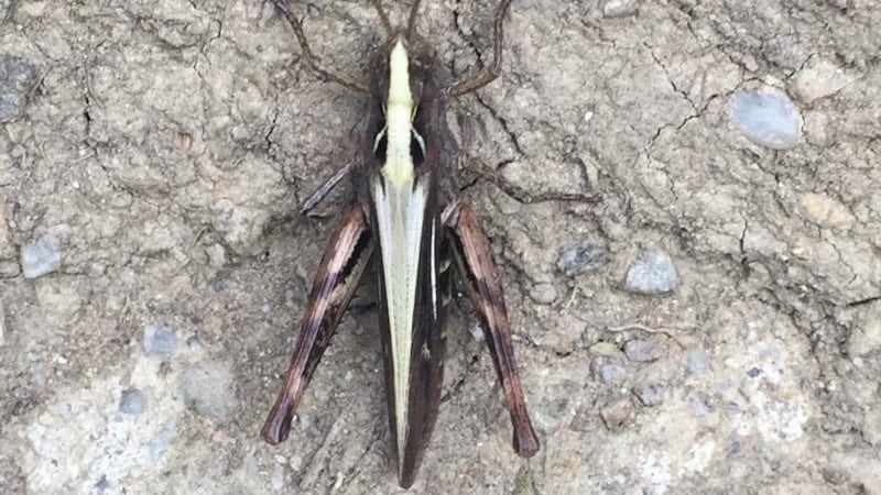 Eye on nature: the common field grasshopper that Francy Devine saw on the Howth cliff path