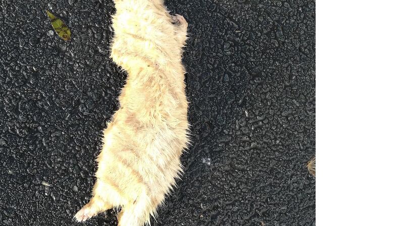 Weasel