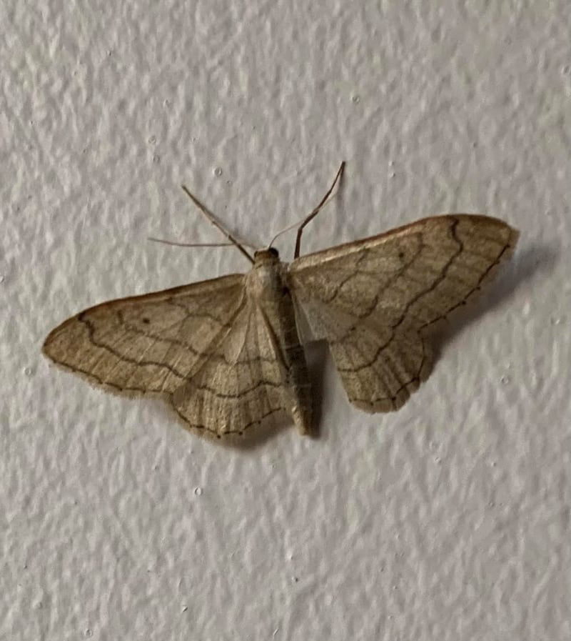 A riband wave moth, widespread during the summer months