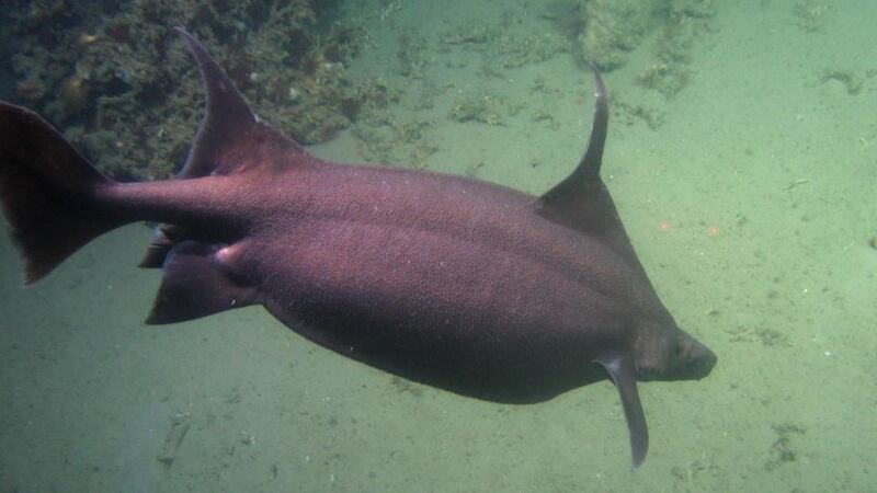 A  deepwater sailfin rough shark was among the creatures identified by the Marine Institute research team.