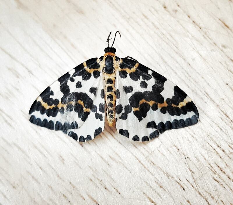 A magpie moth: This day-flying species has boldly patterned wings to warn of its unpleasant taste. Photograph: Frank Rafter