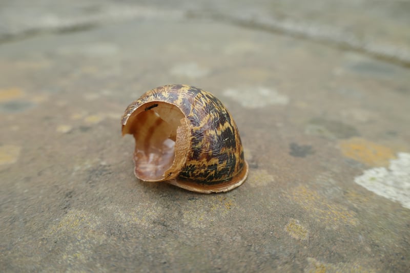 A broken snail shell, probably cracked apart by a  song thrush. Photograph: Helen Lawless