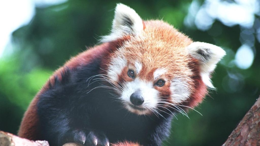 Red panda twins were among several high-profile births at Dublin Zoo last year. Red pandas, which are native to South East Asia and related to the giant panda, were introduced over a decade ago as part of the zoo’s breeding programme. Photograph: Frank Miller/Irish Times