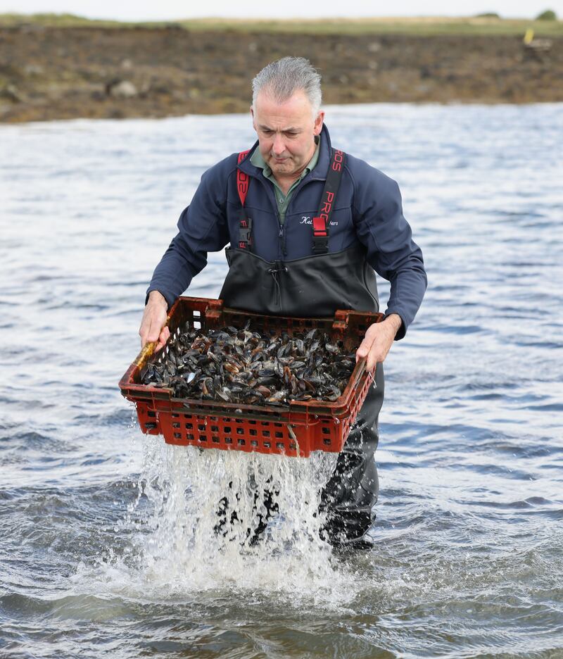 Diarmuid Kelly collecting mussels. Photograph: Joe O'Shaughnessy