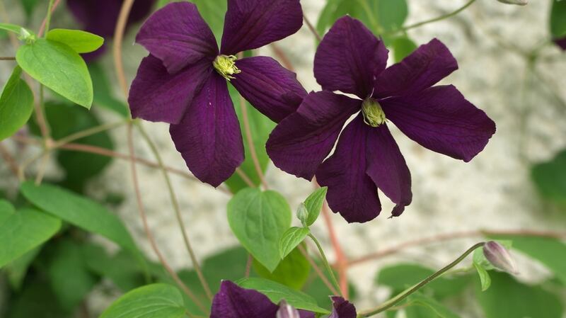 Clematis viticella ‘Etoile Violette’: Some species of clematis should be pruned back hard this month, but not all. Photograph: Richard Johnston