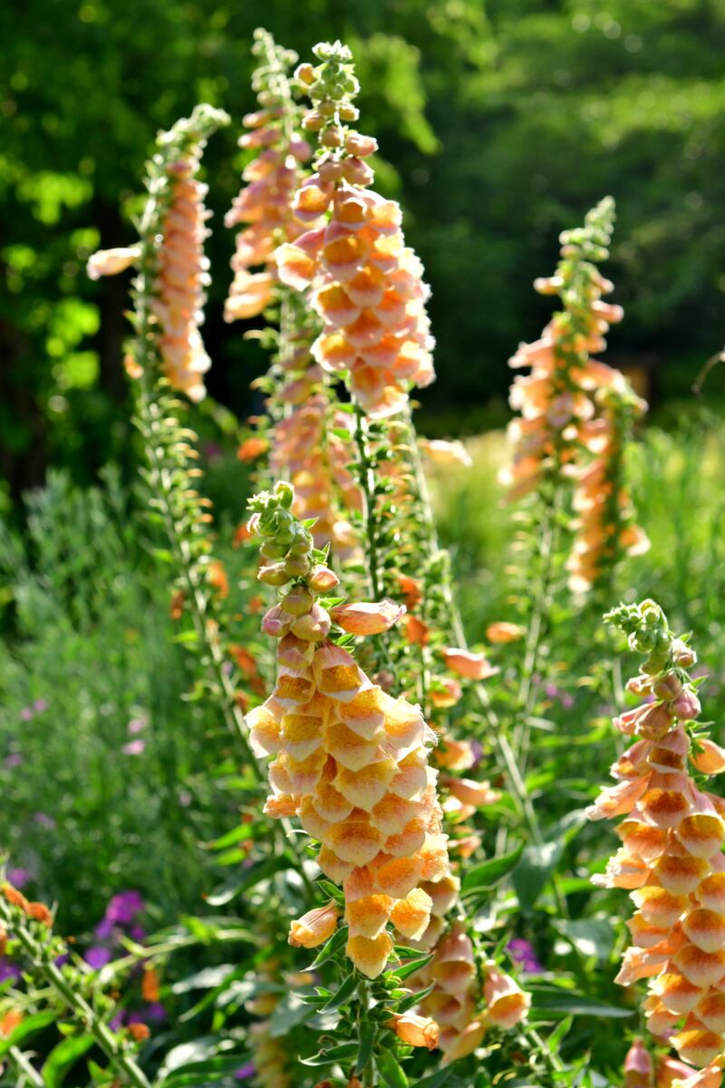 Digitalis purpurea 