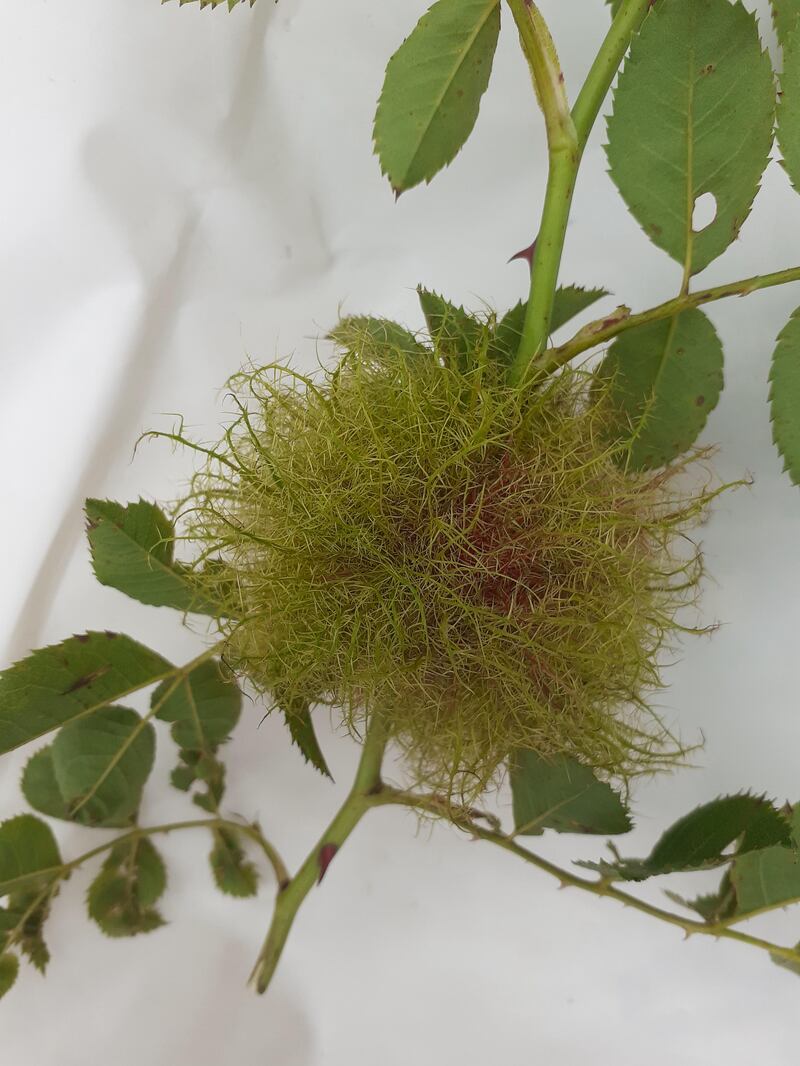 Robin's pincushion. Photograph: Jeremy Cooke